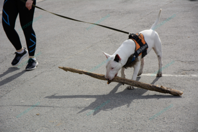 Foto – pit_bull – hund – dyr – 3314