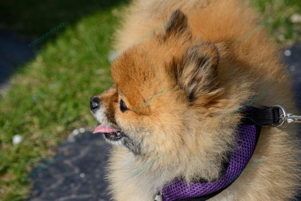 Foto – Pomeranian – hund – halsbånd – 5734