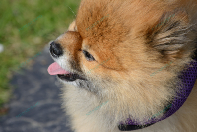 Foto – Pomeranian – hund – halsbånd – 5728