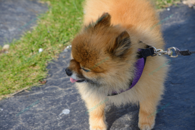 Foto – Pomeranian – hund – halsbånd – 5732