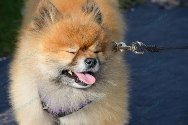 Foto – Pomeranian – hund – halsbånd – 5733