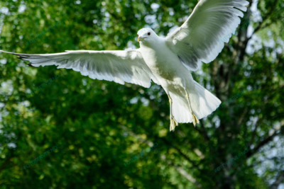 Foto – måke – dyr – fugler – flyr – 6860