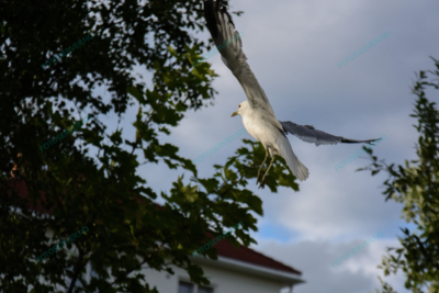 Foto – måke – dyr – fugler – flyr – 6862