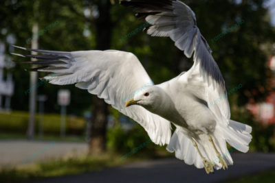 Foto – måke – dyr – fugler – flyr – 6861