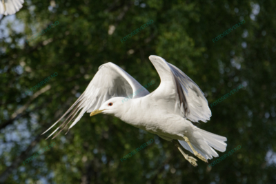 Foto – måke – dyr – fugler – flyr – 6863