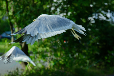 Foto – måke – dyr – fugler – flyr – 6864