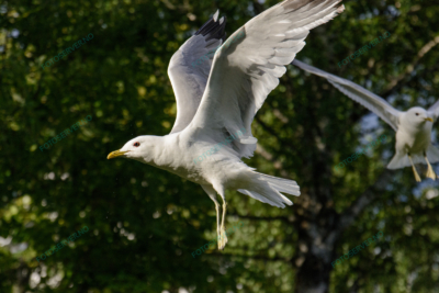 Foto – måke – dyr – fugler – flyr – 6867