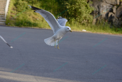 Foto – måke – dyr – fugler – flyr – 6880