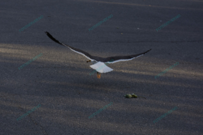 Foto – måke – dyr – fugler – flyr – 7047