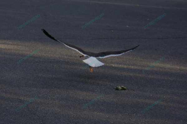 Foto – måke – dyr – fugler – flyr – 7047