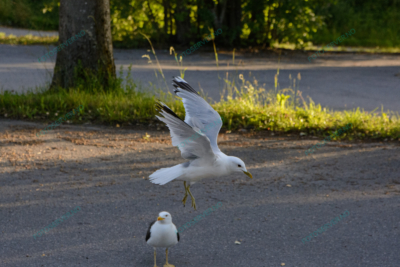 Foto – måke – dyr – fugler – flyr – 7065