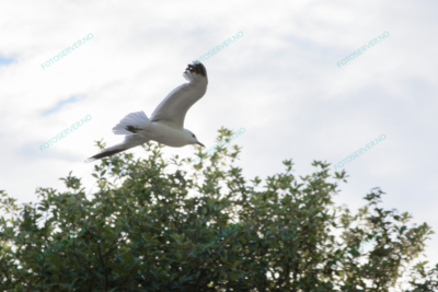 Foto – måke – dyr – fugler – flyr – 7100