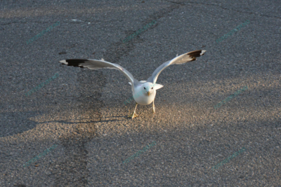 Foto – måke – dyr – fugler – flyr – 7125
