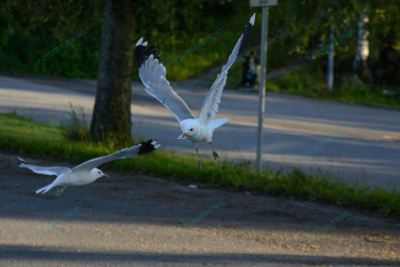Foto – måke – dyr – fugler – flyr – 7140