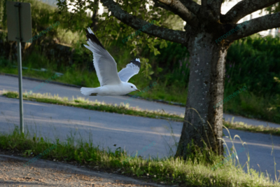 Foto – måke – dyr – fugler – flyr – 7142