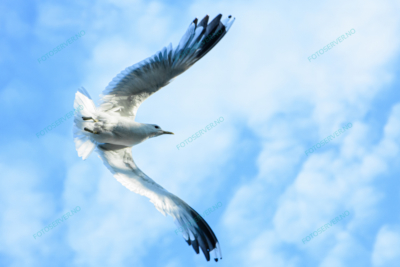 Foto – måke – dyr – fugler – flyr – 7204