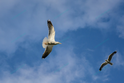 Foto – måke – dyr – fugler – flyr – 7205