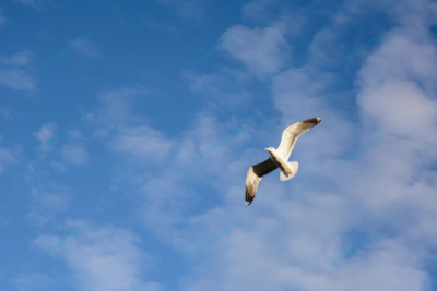 Foto – måke – dyr – fugler – flyr – 7208