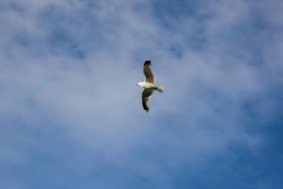 Foto – måke – dyr – fugler – flyr – 7216