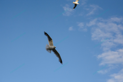 Foto – måke – dyr – fugler – flyr – 7217