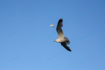 Foto – måke – dyr – fugler – flyr – 7222