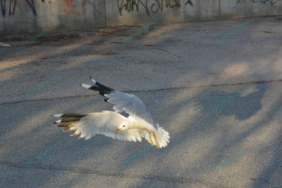 Foto – måke – dyr – fugler – flyr – 7247
