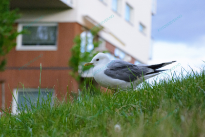 Foto – måke – dyr – gress – fugler – 6809