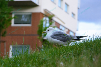 Foto – måke – dyr – gress – fugler – 6811