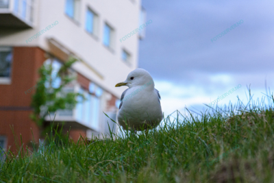 Foto – måke – dyr – gress – fugler – 6814