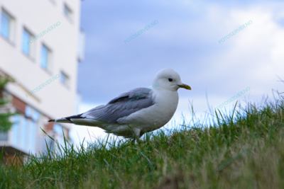 Foto – måke – dyr – gress – fugler – 6816