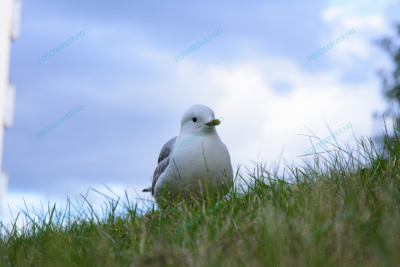 Foto – måke – dyr – gress – fugler – 6816