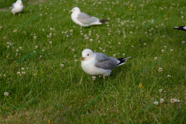 Foto – måke – dyr – fugler – 6850